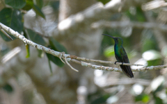 Anthracothorax prevostii