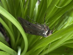 Agrotis infusa