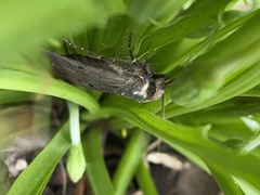 Agrotis infusa