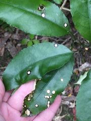 Diplochorella colensoi