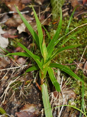 Pterostylis cardiostigma