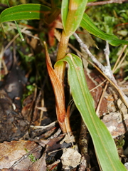 Pterostylis cardiostigma
