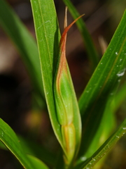 Pterostylis cardiostigma