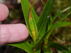 Pterostylis cardiostigma