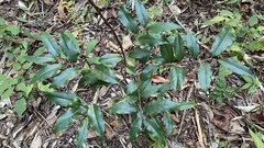 Elaeagnus
