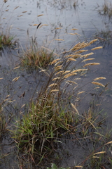 Anthoxanthum odoratum