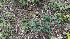 Elaeagnus