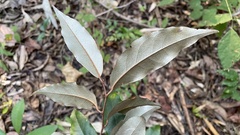 Elaeagnus