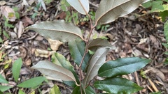 Elaeagnus