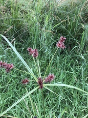 Cyperus lucidus