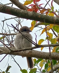 Lanius collaris collaris