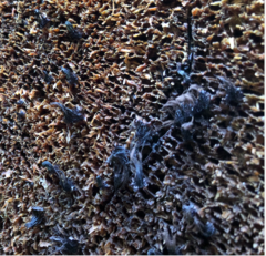 Stemonitopsis typhina