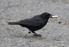 Corvus brachyrhynchos caurinus