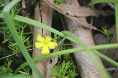 Hibbertia exutiacies