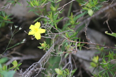 Hibbertia exutiacies