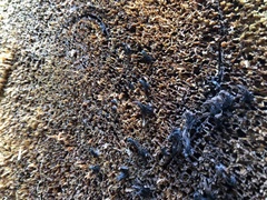 Stemonitopsis typhina