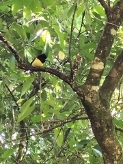 Petroica macrocephala