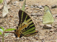 Graphium antiphates