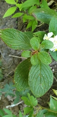 Heterocentron