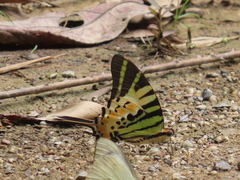 Graphium antiphates
