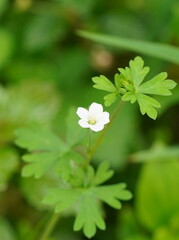 Geranium potentilloides