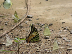Graphium antiphates