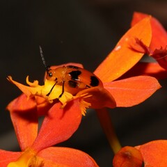 Stethopachys formosa