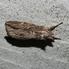 Ecnomodes sagittaria