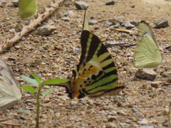 Graphium antiphates