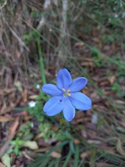 Aristea ecklonii