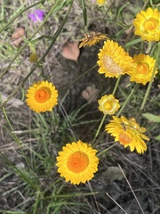 Leucochrysum albicans