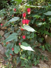 Callianthe megapotamica