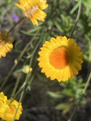 Leucochrysum albicans