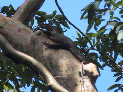 Varanus nebulosus