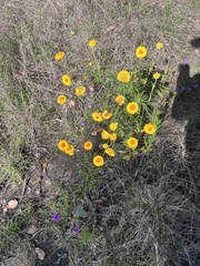Leucochrysum albicans