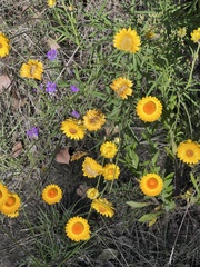 Leucochrysum albicans