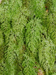 Hymenophyllum demissum