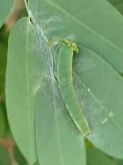 Polyura hebe