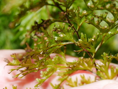 Hymenophyllum demissum
