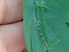 Polyura hebe
