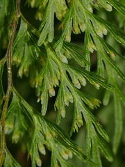 Hymenophyllum demissum