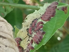 Thyrassia