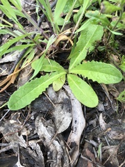 Hypochaeris glabra