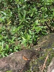 Boehmeria densiflora