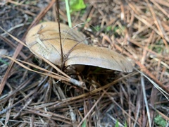 Leucopaxillus
