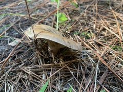 Leucopaxillus