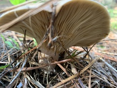 Leucopaxillus