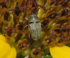 Odontocorynus umbellae
