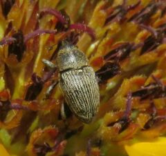 Odontocorynus umbellae