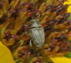 Odontocorynus umbellae